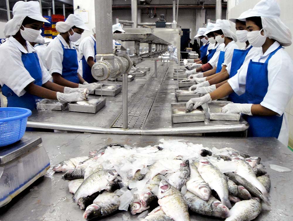 Fish Processing